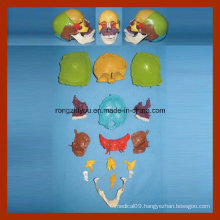 Life-Size Plastic Medical Anatomical Human Skull Model (16 parts)